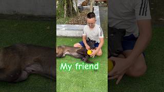 Belgian Shepherd 🐕‍🦺🐕‍🦺 dog belgiummalinois germanshepherd belgianmalinoisdog dogtraining [upl. by Hoang579]