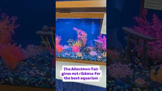 The Great Allentown Fair gives out ribbons for the Best Aquariums allentownfair aquariums [upl. by Ennayd]