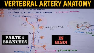 Vertebral artery Anatomy and its branches in Simple Way [upl. by Caniff]