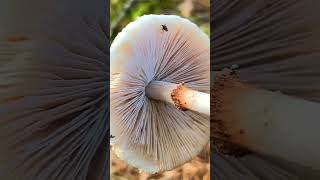 Лепиота гребенчатая Lepiota cristata short shorts [upl. by Orion]