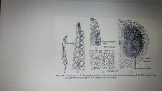 Vd8 Structure of Sporangium and Development if Spores in Ophioglossum [upl. by Yrollam]