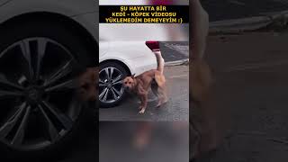 Şu Hayatta Bir Kedi  Köpek Videosu Yüklemedim Demeyeyim [upl. by Adnesor]