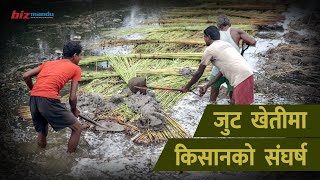 जुट खेतीमा संघर्ष गरिरहेका किसानका कथा  SITUATION OF JUTE MILL IN NEPAL [upl. by Rendrag]