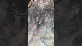 Live Tilapia [upl. by Kondon802]