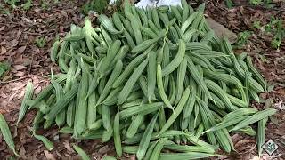 Cultivation  Life Cycle of Ridge Gourd [upl. by Pubilis581]