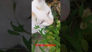 tabarakallazi viral catlover cat shorts foryou trending cute [upl. by Nylteak]