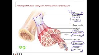 Muscle Endomysium perimysium epimysium [upl. by Tsirc]