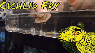 African Cichlid Fry Releasing Methods [upl. by Stickney674]