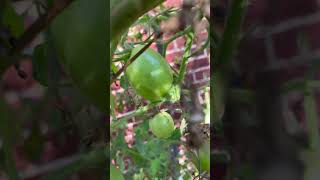 These Tomatoes are still blooming [upl. by Hughes]