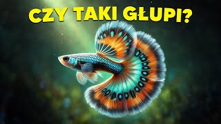 GUPIK CZY NAPRAWDĘ TAKI GŁUPI [upl. by Westmoreland]