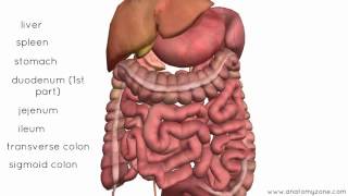 Peritoneal Cavity Part 4 Intraperitoneal and Retroperitoneal Organs Anatomy Tutorial [upl. by Ethelred816]