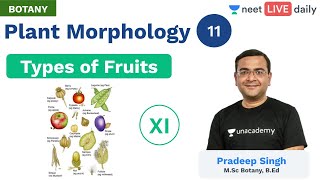 Plant Morphology  L 11  Types of Fruits  Unacademy NEET  Live Daily  Botany  Pradeep Sir [upl. by Ollecram]