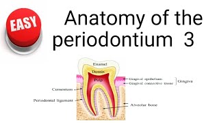 Anatomy of the periodontium 3 [upl. by Aicyle]