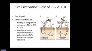 Abbas Ch 12 B Cell Activation and Antibody Production [upl. by Kiryt]