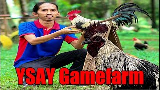 Lets Visit The Farm Of Ysay Gamefarm [upl. by Natsrik]