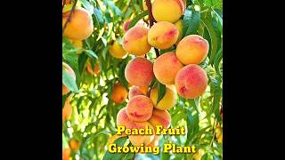 How to Growing a Peach Tree From Seed  Super Easy । How To Grow Peaches From Pit।shorts।Kapu Gamit [upl. by Nyvrem]