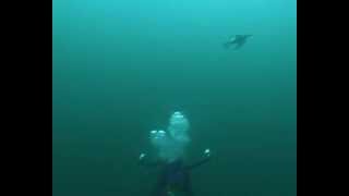 Diving guillemots at Petticowick St Abbs Scotland [upl. by Cousin]