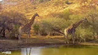 Kwa Maritane Africam Thirsty Giraffes at the waterhole [upl. by Tia]