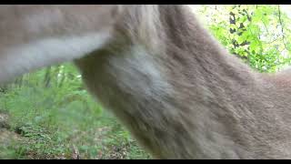 Deer licks my camera [upl. by Annahc]