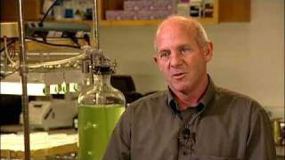 Algae Biofuels and Biotech  Stephen Mayfield UC San Diego [upl. by Pruchno471]