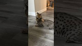 Serval vs Savannah Cat cat serval servals kitten shorts [upl. by Cannell514]