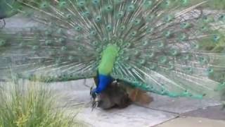 Peacock Mating 3 [upl. by Ennovihc]