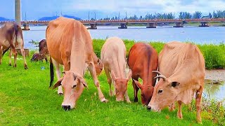 COWS VOICESAPI LEMBU JINAK MAKAN BERSAMA di DEKAT JEMBATAN PANJANG [upl. by Eutnoj988]