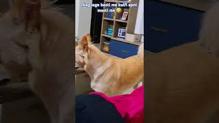 Aag lage basti me kulfi apni masti me 🤣🐶 pookie indiedog funny cute shorts [upl. by Aralk]