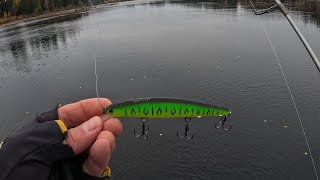 Size doesn’t matter…fishing in Norway 🇳🇴 Glomma [upl. by Bouley]