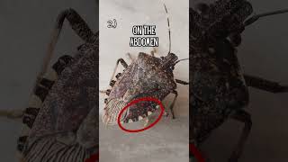 Heres What Those Funky Looking Stink Bugs in Your House Are michigan bug invasivespecies [upl. by Kliman802]