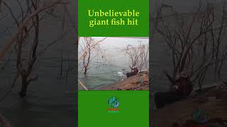 Unbelievable giant fish hit fishingexpert fishing bestfishingtechniques fishingvideo [upl. by Fleming]