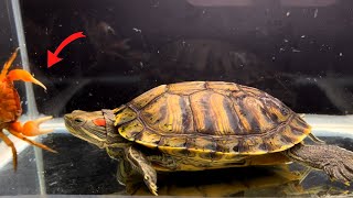 Red eared Slider Turtle Eats Crab  Live Feeding [upl. by Woody]