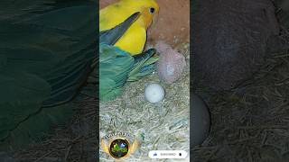 Agapornis roseicollis Dominant Pied Orange Face 🍊Opaline birds birdslover shortvideo short pets [upl. by Edson]