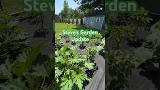 Steve’s Garden Update [upl. by Osnofledi611]