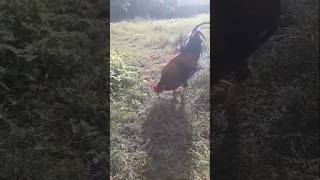 Chicken vs Earthworms  Desi Murgi searches for Earthworms in Shri Organics Vermicompost Farm [upl. by Ddarb]