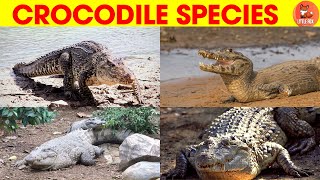 Incredible🐊Types of True Crocodile Species Names in English kidslearning animals crocodile🐊 [upl. by Barbuto]