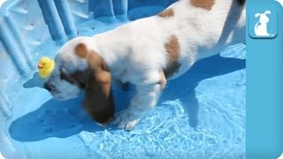 Basset Hound Cant Get Out Of Kiddie Pool [upl. by Yseulte]