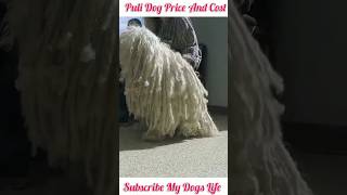 Puli Dog Price shorts delhidogsaleandpurchaseatlowprice [upl. by Liddie]