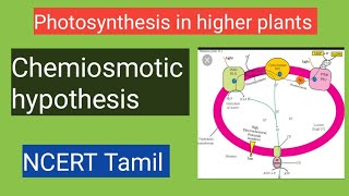 Chemiosmotic Hypothesis class 11photosynthesis in higher plants ncert tamil [upl. by Melli26]