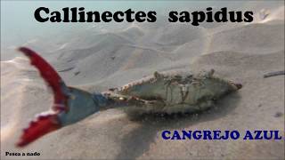 Pesca Submarina Cangrejo azul spearfishing blue crab [upl. by Rennold]