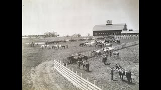 Pipestone County Percheron Horse Farm [upl. by Tasia]