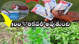 Shampoo use in mirchi crop shampoobenifitsinfarming shampoo karunyaAgriculture plantgrowth [upl. by Thaine756]