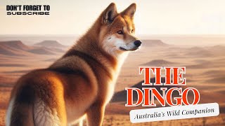 The Dingo Australias Wild Companion [upl. by Jeanette690]