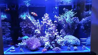 AMAZING 100 LTR Reef Tank WITH Hob amp Canister filter ASMR VIEW [upl. by Hallie]