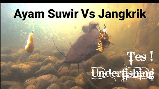 Tes Umpan Lele Ayam Suwir Viral Vs Jangkrik  underfishing [upl. by Anen160]