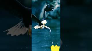 Eagle Attack To Fish [upl. by Coy]