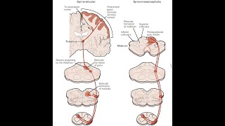 Substanta ALBA si substanta CENUSIE la nivelul maduvei spinarii trunchiului cerebral si emisferelor [upl. by Akirdnuhs]