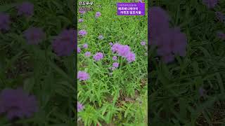 한국꽃여름에 만난 마편초Verbenaceae여름flowers korea [upl. by Yrtua]