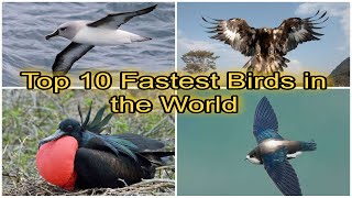 Top 10 Fastest Birds in the World falcons animals speed [upl. by Enilegna466]