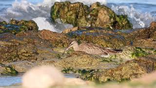 Chiurlo piccolo Whimbrel Numenius phaeopus [upl. by Leitao]